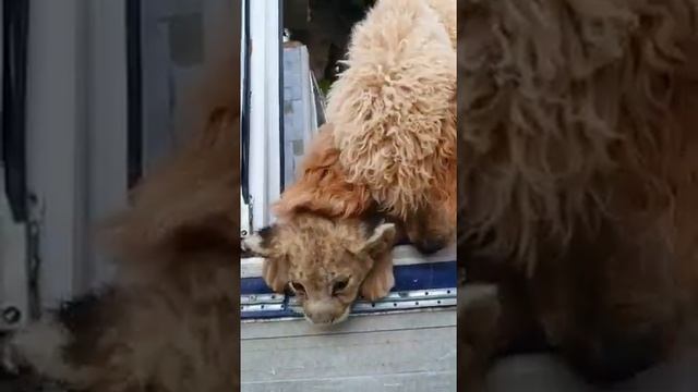 Спасенный от черных фотографов львенок Гром нашел друга смотреть онлайн