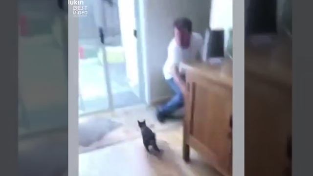 Почему коты так сильно боятся огурцов?? смотреть онлайн