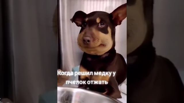 медок смотреть онлайн