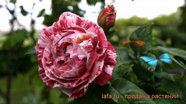 Роза парковая Фердинанд Пичад ? обзор: как сажать, саженцы розы Фердинанд Пичад смотреть онлайн