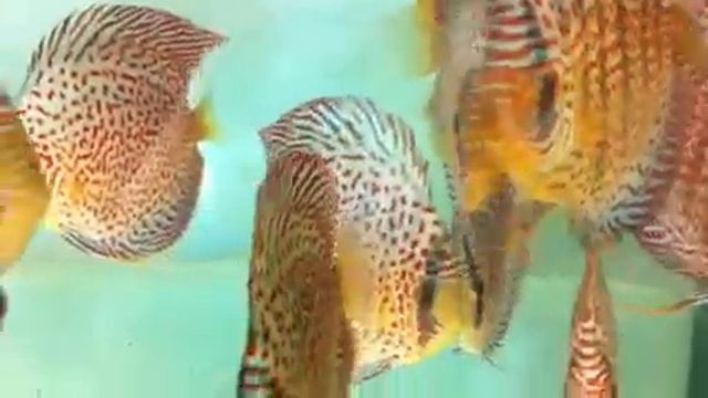 Eruption Discus