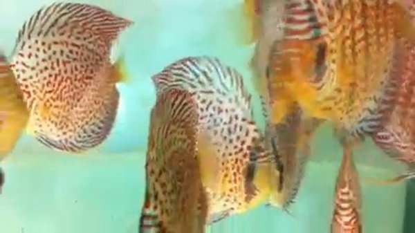 Eruption discus