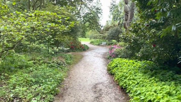 Forest garden inspirations | Garden full of flowers | Rhododendron , Peony ,Wisteria ,Camelia