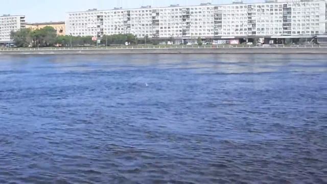 Arctic terns fishing.Полярные крачки ловят рыбу на Неве смотреть онлайн