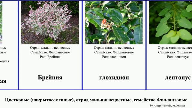 Цветковые (покрытосеменные), отряд мальпигиецветные, семейство Филлантовые angiosperms Филлантус смотреть онлайн