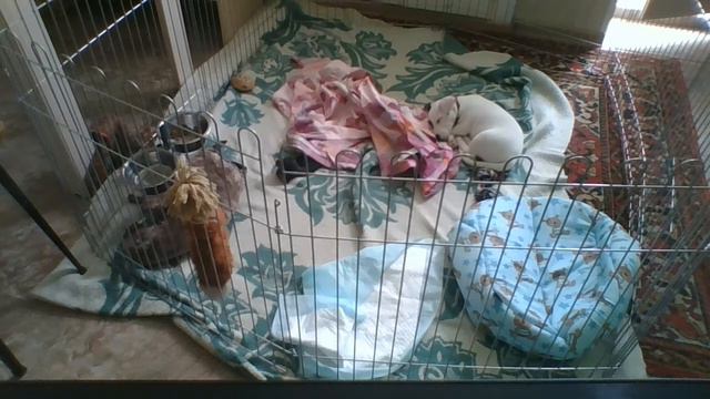 Джек рассел 10 день один дома смотреть онлайн