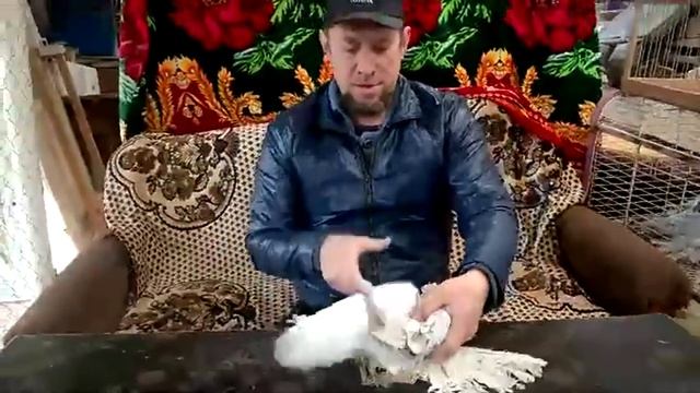 Nordkaukasus Tauben / Cеверокавказские бойные голуби ( Герман Титов , Варваровка г.Анапа., Россия смотреть онлайн