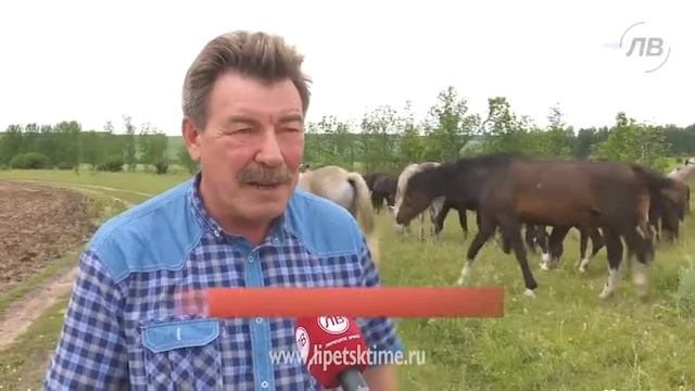 На конезаводе в Данкове воспитывают чемпионов... смотреть онлайн