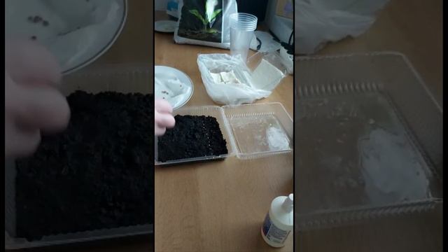 Ещё один необычный способ посева томатов на рассаду смотреть онлайн
