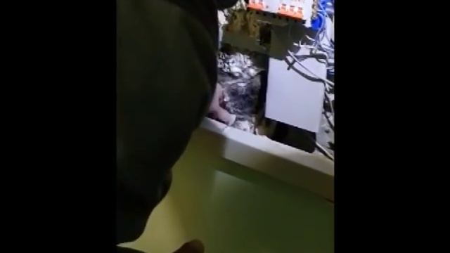 В Благовещенске спасли кошку, застрявшую электрощите в монтажной пене смотреть онлайн