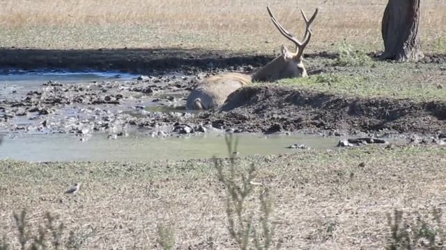 Heat Wave! David Deer. Elaphurus davidianus. Nature sounds. Askania Nova. Ukraine смотреть онлайн