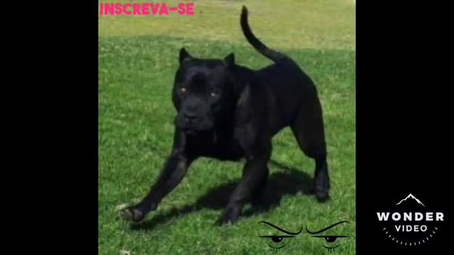 “Pantera negra” um pitbull extraordinário de lindo смотреть онлайн