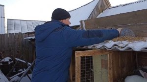 Рассаживаю кроликов по полу!!! [самцы и самки]