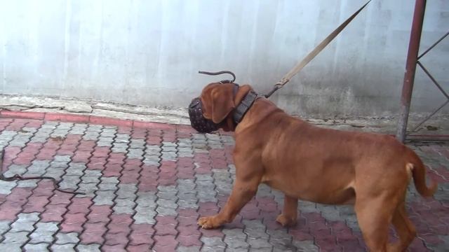 Охрана Питомник бордоских догов «Perle de France» http://perl.petsinform.com/ смотреть онлайн