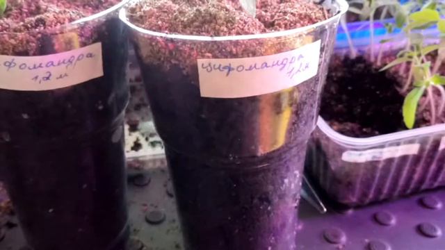 № 16# Пикировка томатов Весна идет! смотреть онлайн