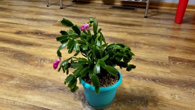 Thanksgiving Cactus Pink Part 001 | Plant Vlog 189 смотреть онлайн