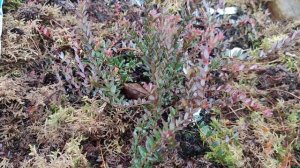 Садовая клюква Стивенс. Уход летом и зимой