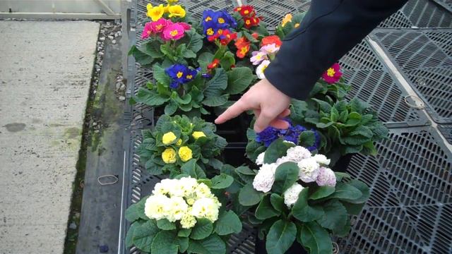 Plant Premiere Week 6 Primula смотреть онлайн