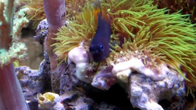 Собачка эксен двухцветная (Ecsenius bicolor) смотреть онлайн