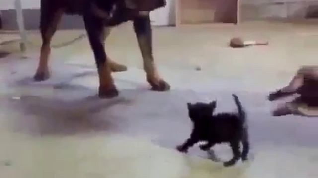 котёнок просто зверюга смотреть онлайн