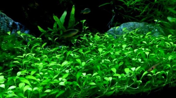 Kolacja Rasbora maculata i Danio margaritatus