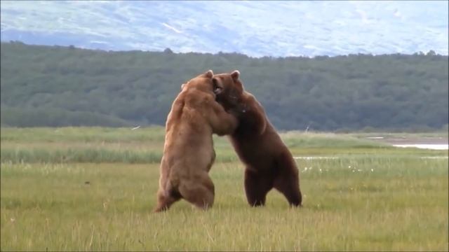 5 Животных, которые могут победить тигра. смотреть онлайн