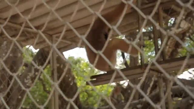 Крик Гиббона смотреть онлайн