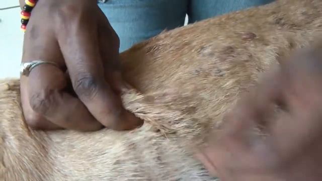 Remove mango worms from dog - Remove mango worms from dog skin Удалите манговых червей с кожи собак смотреть онлайн