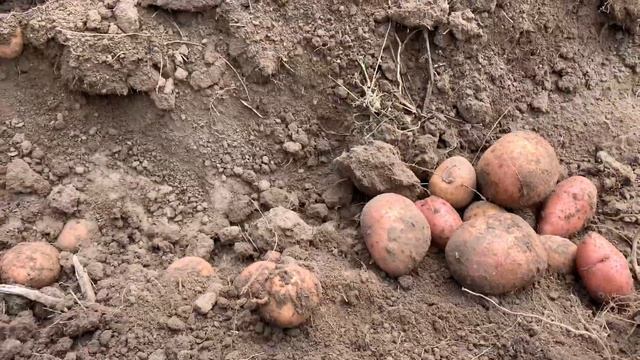 УСИЛЕННАЯ ПОЛТАВСКАЯ КАРТОФЕЛЕКОПАЛКА+дизельным мотоблок WEIMA_4К. смотреть онлайн