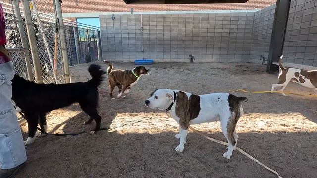 Dog TV Daycare #25