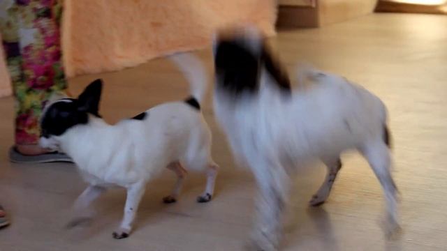 Девочка чихуахуа смотреть онлайн