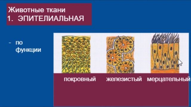 Биология ОГЭ Выпуск 8 Ткани растительные и животные смотреть онлайн