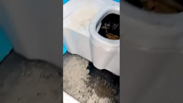 Мужик гонит ваще! Залез в туалет в дерьмо смотреть онлайн