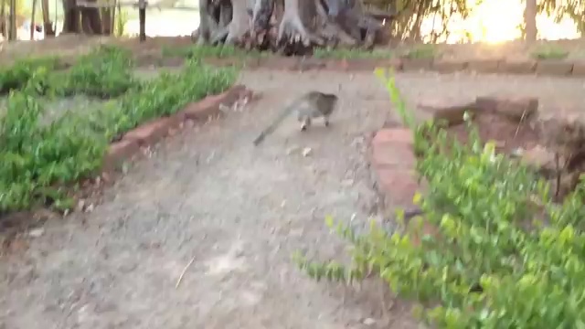 Котенок играет с обезьянкой смотреть онлайн