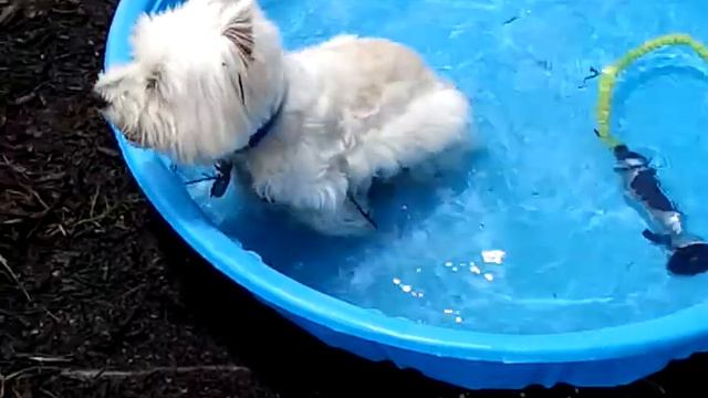 Georgie, West Highland Terrier, rolling in mulch смотреть онлайн