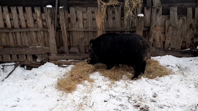 ДИКИЕ КАБАНЫ ЗИМОЙ ОЧЕНЬ ЛЮБЯТ СЕНО смотреть онлайн