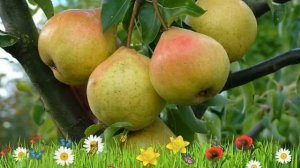 Груша плодовая Памяти Яковлева ? Обзор: посадка и уход. саженцы, крупномеры: описание и особенности