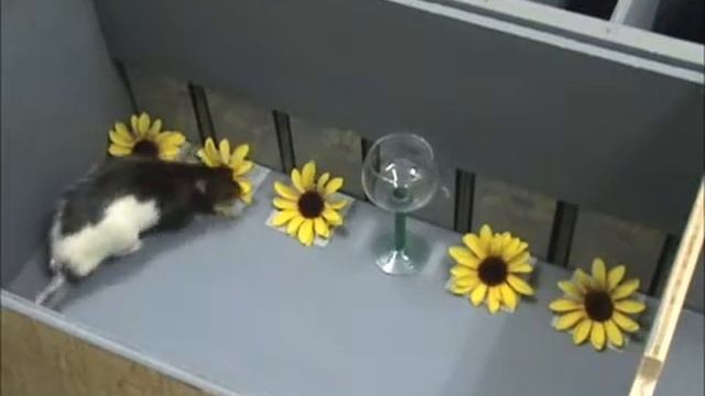 Oddity discrimination performance in ras смотреть онлайн