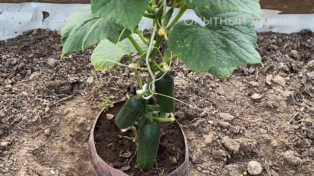 СРОЧНО дайте ЭТО в ИЮЛЕ Огурцам, Томатам, Перцу и они ЗАВАЛЯТ вас УРОЖАЕМ! Натурально! смотреть онлайн