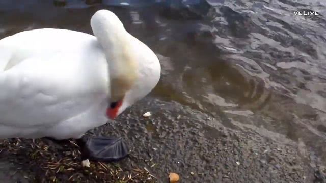 Много Птиц На Пруду Встречают Радостно Весну/A Lot Of Birds On A Pond Are Meeting Joyfully Spring смотреть онлайн