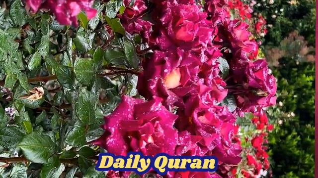 Surah Yasin (Yaseen) Beautiful Recitation Of Quran Waqiah Rahman #yaseen  #yasin #tilawat EP34