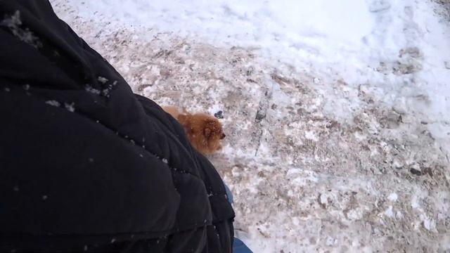 Весточка от шпица Малыша Тедди. Колбаса не для пса. Снежные новости смотреть онлайн