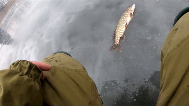 ПОДВОДНАЯ СЬЕМКА СОМА ЖОР КАРАСЯ ЗИМОЙ смотреть онлайн