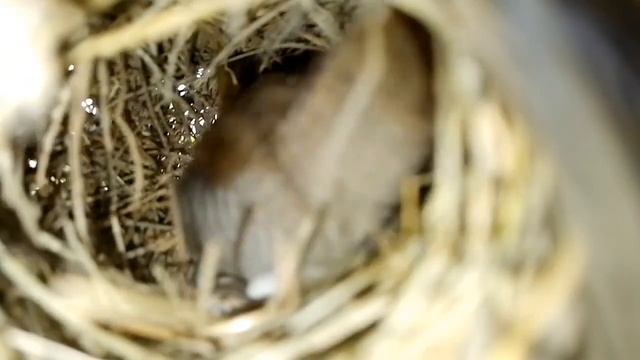 Socety finch is preparing the nest and also laying its eggs. Natural life birds смотреть онлайн