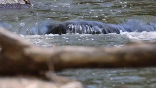 Rock Creek Park Soundscape смотреть онлайн