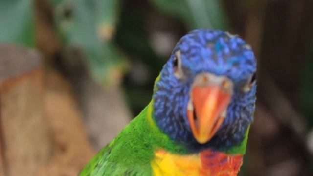 CUTE parrot HD,Talking Parrot Greeting Baby Parrot,8 Most Beautiful Macaws on Planet Earth смотреть онлайн