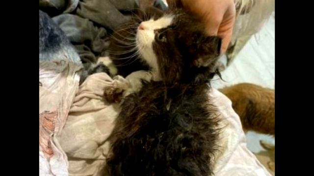 Кошка кричала от боли, но все бежали от нее! Причина повергнет вас в шок! смотреть онлайн