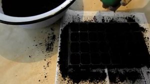 Гомфрена красная Земляничная поляна  Добиваемся 100% всхожести