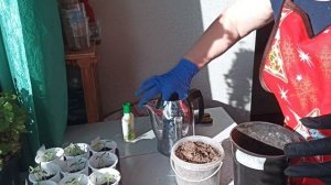 Роза из Светофора. Посадка в горшок.