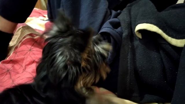 РЕЖИМ ЩЕНКА ЙОРКА в 5 месяцев смотреть онлайн